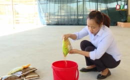 Một số lưu ý về giống, ngâm ủ vụ mùa 2020