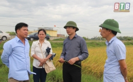 Năng suất lúa xuân của huyện Thái Thụy ước đạt 70,5 tạ/ha