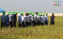 Năng suất lúa xuân ước đạt 71,5 tạ/ha