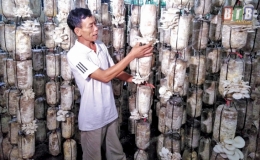 Ông Đỉnh thu gần nửa tỷ đồng/năm từ trồng nấm