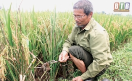 Phúc Thành Phối hợp với doanh nghiệp diệt chuột hiệu quả