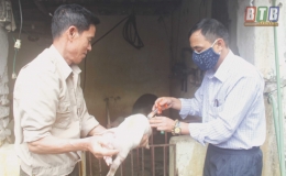 Quỳnh Phụ: Không chủ quan trong phòng, chống bệnh dịch tả lợn châu Phi