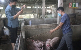 Tập trung phòng, chống bệnh dịch tả lợn châu Phi phát sinh và lây lan