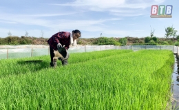Thái Thụy: Đẩy mạnh sản xuất vụ mùa