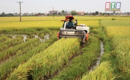 Thái Thụy thu hoạch hơn 11.000ha lúa xuân