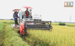 Thêm một vụ lúa được mùa