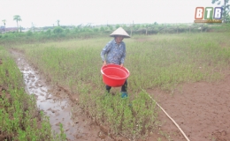 Thu nhập ổn định từ mô hình chăn nuôi tổng hợp