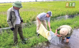 Tích tụ ruộng đất sản xuất lúa, cá, củ ấu