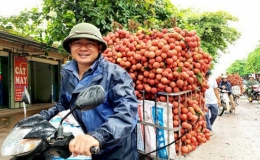 Trung Quốc sẽ tăng nhập khẩu vải thiều từ Việt Nam