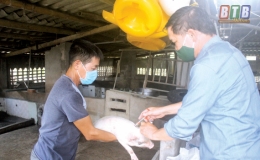 Vũ Bình: Tái đàn lợn gắn với chăn nuôi an toàn sinh học