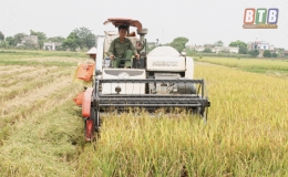 Vũ Thư hối hả thu xuân - làm mùa