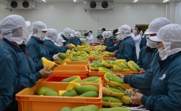 5 tháng đầu năm 2021, xuất khẩu rau quả đạt 1,77 tỷ USD