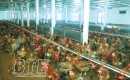 Anh Thoa nuôi gà thu tiền tỷ