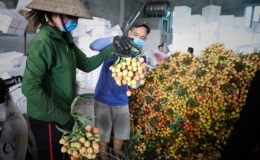 Bắc Giang thành công trong tiêu thụ vải thiều bất chấp Covid-19