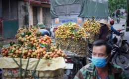 Bắc Giang tổ chức hội nghị trực tuyến tiêu thụ vải thiều