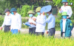 Cấy lúa thân thiện với môi trường