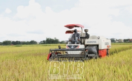 Đông Hưng: Đẩy mạnh tích tụ ruộng đất, nâng cao năng suất lúa
