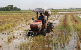 Đông Hưng hoàn thành thu hoạch lúa xuân