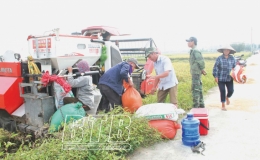 Được mùa lúa xuân