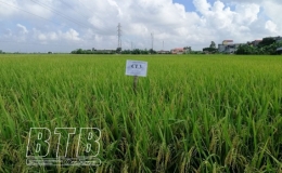Giới thiệu giống lúa triển vọng vụ mùa 2021