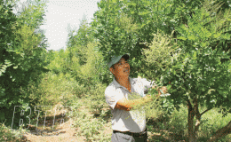 Hồng Lý: Hòe xanh đất bãi