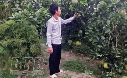 Hưng Hà: Nhiều mô hình sản xuất nông nghiệp mang lại hiệu quả kinh tế cao