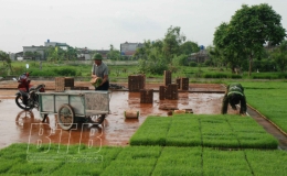 Kiến Xương: Phấn đấu diện tích gieo trồng vụ mùa đạt gần 11.200 ha, năng suất đạt 61 tạ/ha