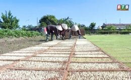Kỹ thuật gieo mạ khay phục vụ cấy máy vụ mùa 2021