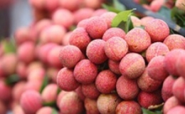 Lô vải thiều đầu tiên từ Việt Nam tới Vương quốc Bỉ