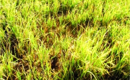Một số biện pháp kỹ thuật canh tác để hạn chế bệnh lùn sọc đen phát sinh gây hại lúa mùa 2021