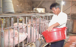 Nhiều hoạt động hỗ trợ hội viên phát triển kinh tế VAC