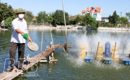 Nuôi cá chuối hoa cho hiệu quả kinh tế cao