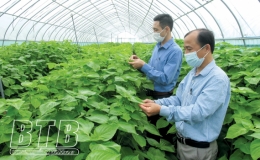 Quỳnh Phụ: Phát triển sản xuất nông nghiệp tập trung, liên kết chuỗi