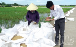 Sức bật ở vùng đất trũng