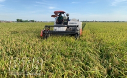 Thái Thụy: Thu hoạch lúa xuân gắn với phòng, chống dịch