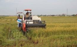 Tiền Hải: Phấn đấu gieo cấy 9.950ha lúa mùa