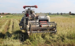 Cần “3 nhanh, 3 đủ” trong sản xuất vụ mùa