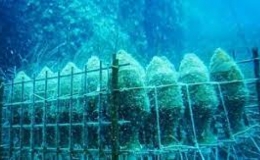 Độc đáo rượu vang được ủ dưới biển Tây Ban Nha