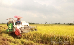 Đông Hưng: Được mùa lúa xuân