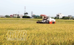 Giống lúa đánh bay bạc lá, giữ nguyên chất lượng gạo ngon