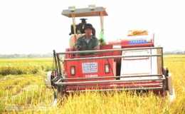 Hưng Hà: Rộn ràng mùa gặt
