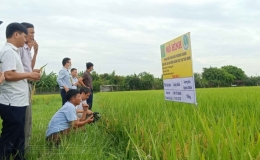 Kết thúc gieo cấy lúa mùa trước ngày 25/7