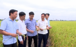 Năng suất lúa xuân năm 2022 của huyện Kiến Xương ước đạt 71,09 tạ/ha