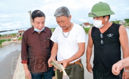 Phát triển kinh tế từ nuôi cá hồng Mỹ