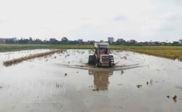 Quỳnh Phụ: Chuyển trọng tâm sang sản xuất vụ mùa