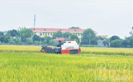 Thu xuân, làm mùa