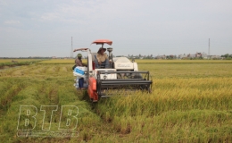 Tiền Hải: 776 ha lúa xuân có liên kết, bao tiêu sản phẩm