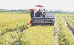 Tiền Hải: Chuyển trọng tâm sang sản xuất vụ mùa
