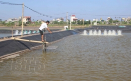 Tiền Hải: Khắc phục khó khăn trong nuôi trồng thủy sản