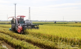 Tốc lực thu hoạch lúa xuân